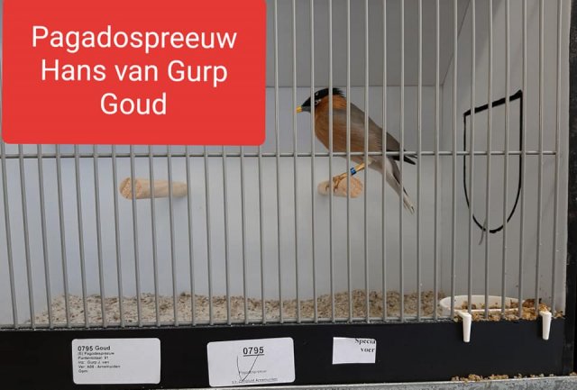 hans van gurp 